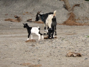 These goats are among many photos that Denzel has taken of animals.