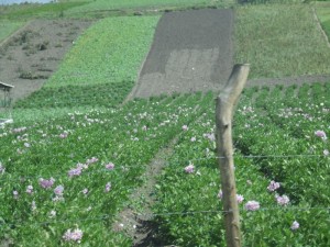 fields of carnations growing